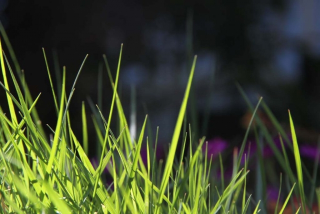 Trawnik idealny. Jak poprawić kondycję swojego trawnika?