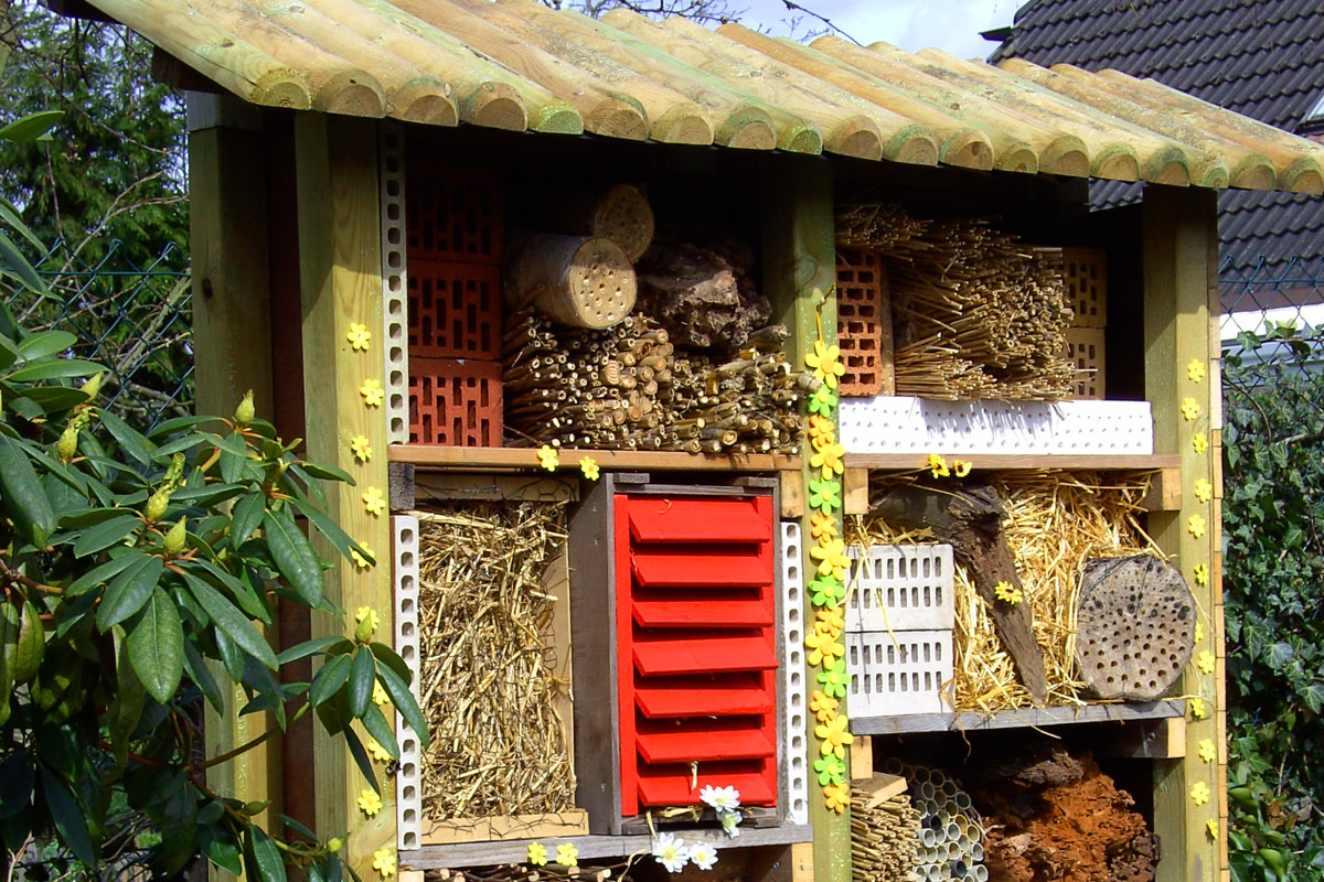 Jak pomóc pszczołom w ogrodzie | Białystok