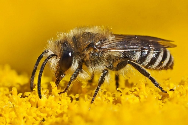 Pszczoły w ogrodzie | Białystok