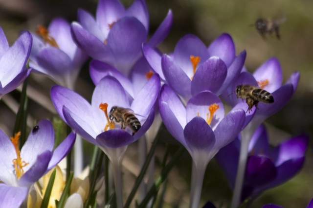 Pszczoły w ogrodzie | Białystok